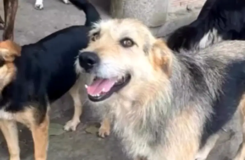 Refugio canino en Cáqueza enfrenta crisis alimentaria: 194 perros en riesgo