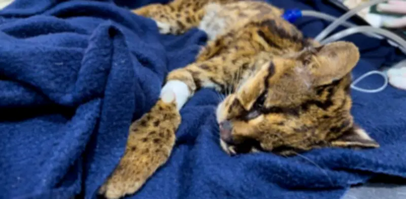 Rescatan en Medellín a tigrillo lanudo en estado crítico con desnutrición y fracturas dentales