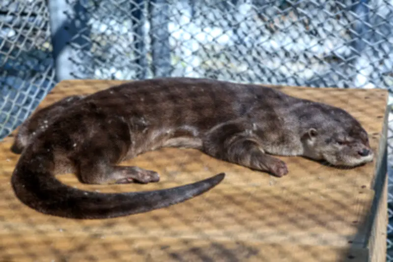 Rescatan nutria domesticada en Cali: Daños irreversibles impiden su regreso al hábitat natural