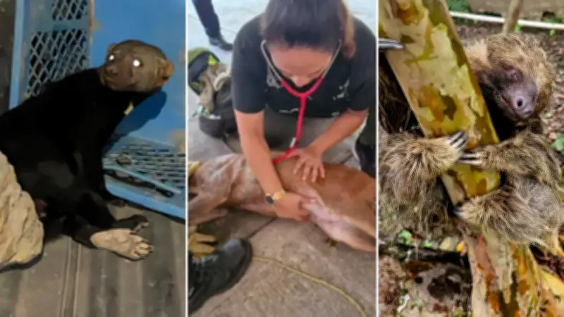 Rescate contrarreloj de fauna silvestre en Cundinamarca salva venada gestante, tayra y perezoso