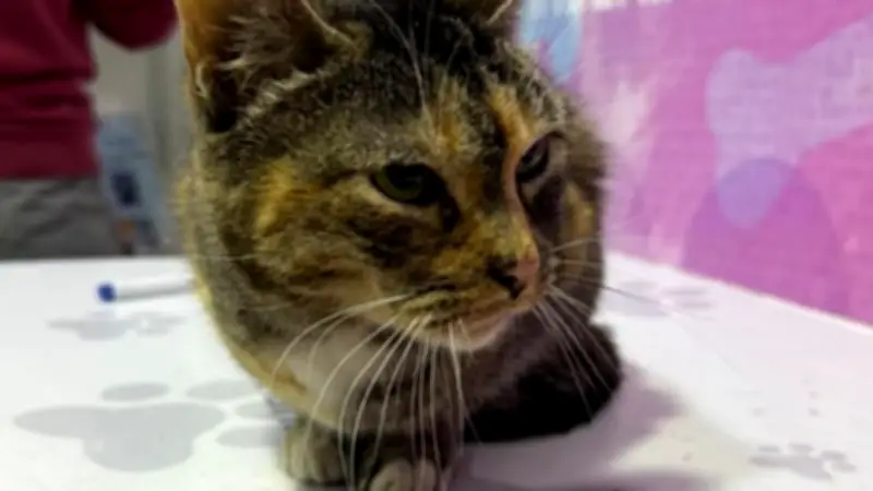 Rescate exitoso de gata atrapada en vivienda colapsada en Bogotá tras días de esfuerzo