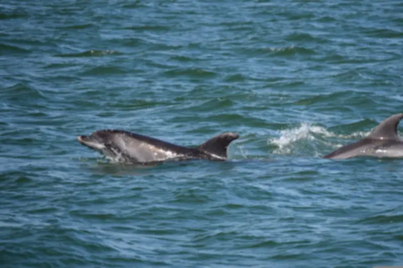 Residuos electrónicos contaminan cerebros de delfines en el mar de China Meridional