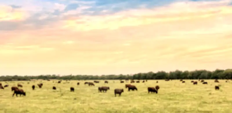 Restricción de exportaciones de carne por ola invernal tendría impacto limitado en precios internos