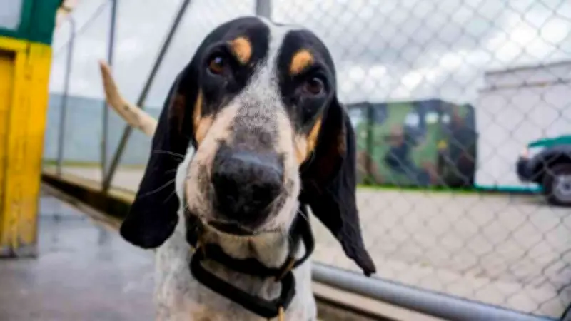 Sabueso Fino Colombiano logra reconocimiento mundial tras 12 años de esfuerzos