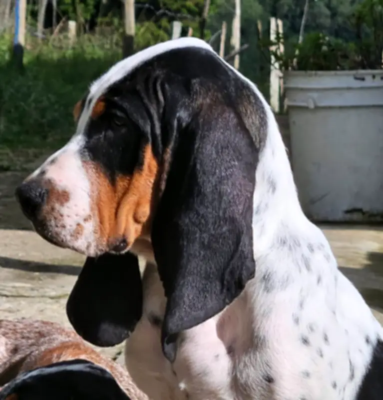 Sabueso fino colombiano: precio y características de la primera raza canina certificada del país