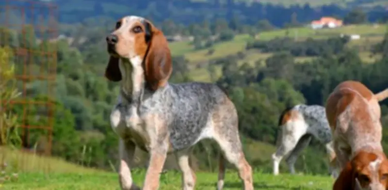 Sabueso fino colombiano: primera raza canina 100% nacional obtiene reconocimiento mundial