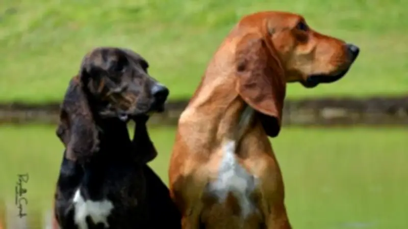 Sabueso Fino Colombiano: Primera raza canina nacional reconocida mundialmente por la FCI
