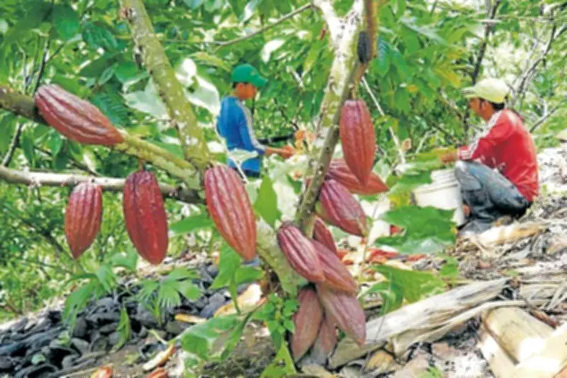 San Gil impulsa cultivo de cacao con visitas técnicas a predios rurales