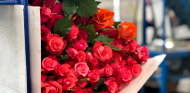 San Valentín: auge exportador de flores enfrenta presiones cambiarias y laborales en Colombia