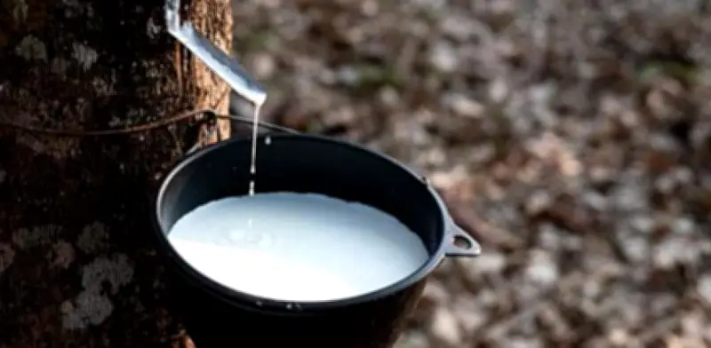 Sector cauchero colombiano supera metas históricas en 2025 con recaudo récord y exportaciones en alza