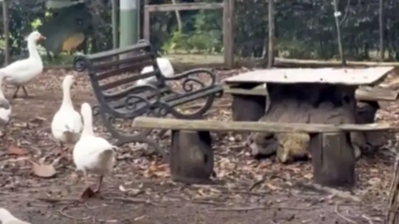 Senadora denuncia orden de Galán para desalojar refugio de animales en Bogotá sin orden judicial