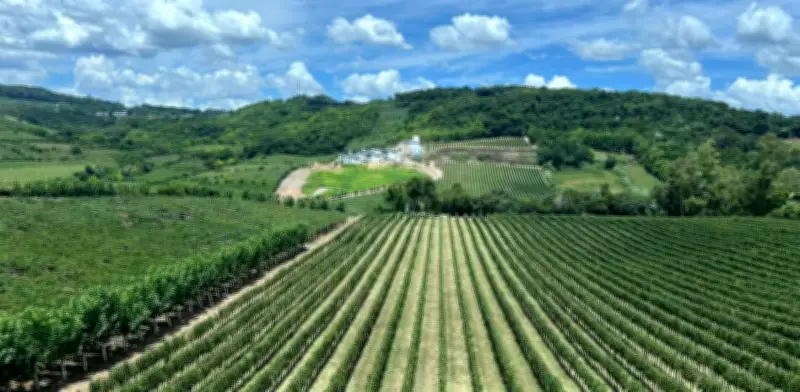 Serra Gaúcha en Cosecha: Enoturismo y Naturaleza Redefinen el Sur de Brasil