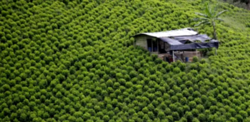 Sin mercados internacionales, sustitución de cultivos ilícitos estaría condenada al fracaso