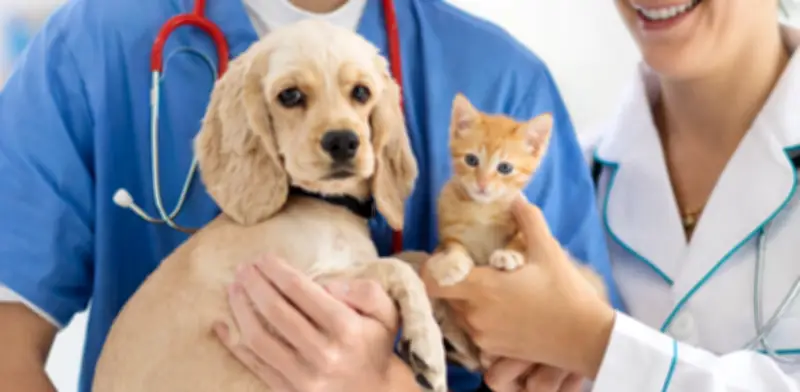 São Paulo aprueba ley que permite sepultar mascotas junto a sus dueños en cementerios