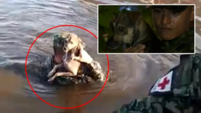 Soldado rescata y adopta perrito que se ahogaba en inundaciones de Córdoba