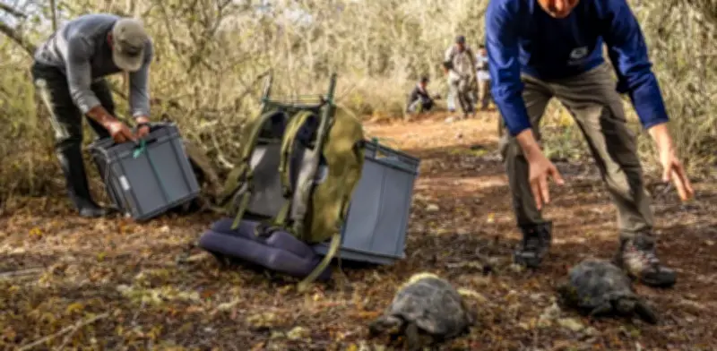 Tortugas gigantes regresan a Galápagos tras 150 años en histórico programa de restauración