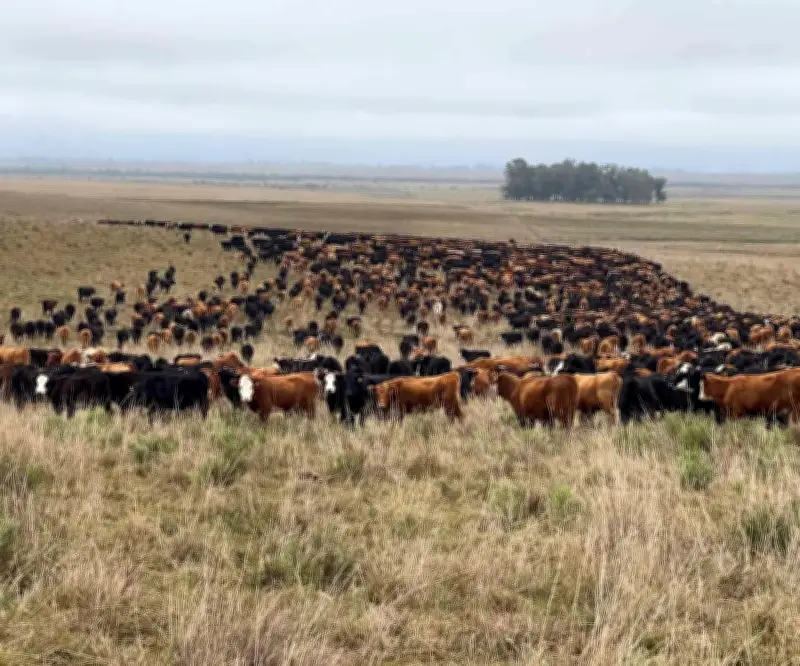 Uruguay declara emergencia agropecuaria por sequía en 11 departamentos por 90 días