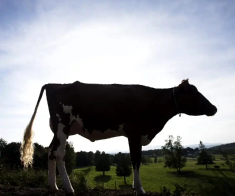 Uruguay registra récord histórico en exportaciones lácteas con US$965 millones en 2025