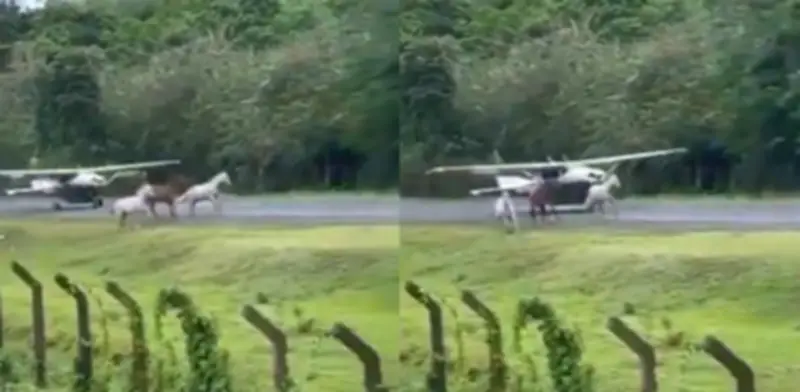 Video capta avioneta esquivando caballos en pista de Capurganá, Chocó