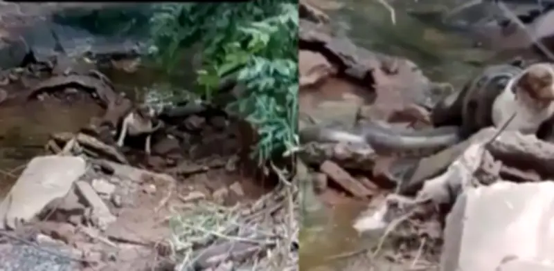 Video viral: Bomberos rescatan a perrita atrapada por anaconda de seis metros en Brasil