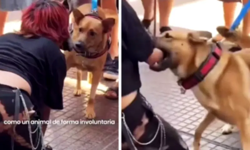 Video viral de 'therian' mordida por perro era falso: creado con IA pero reabre debate social