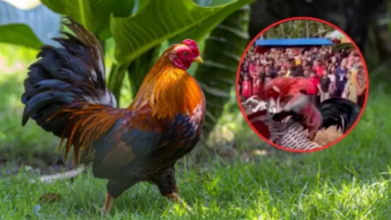 Video viral de 'therians' peleando como gallos genera debate en redes sociales