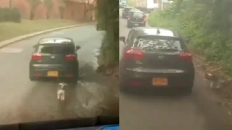 Video viral muestra abandono de perrito en Pereira: conductor graba placas del vehículo responsable