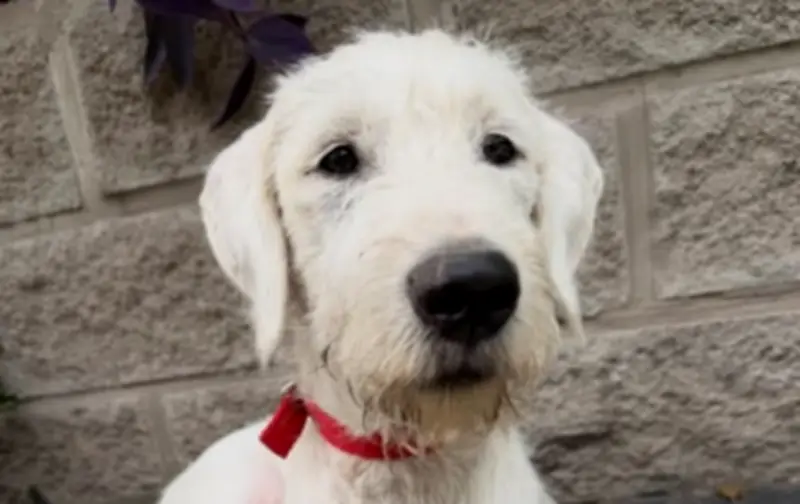 Zeus, el perro devuelto tras 4 meses, busca hogar definitivo en Argentina