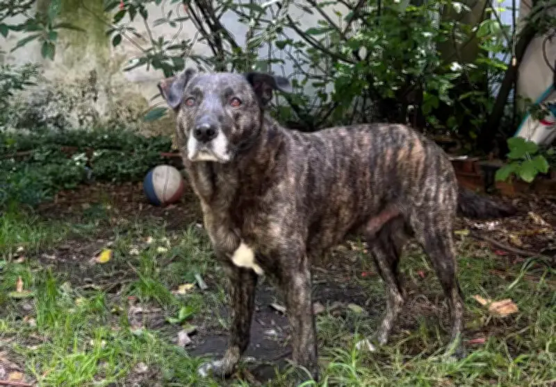 Zeus, el perro que espera un hogar tras perder a su tutor en situación de calle en Bogotá
