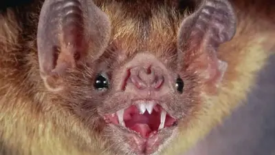 Alerta en el Valle del Cauca: Murciélagos activos de día podrían transmitir rabia