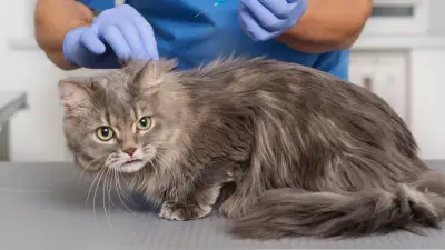 Alerta por químico doméstico que afecta a gatos de interior en Colombia