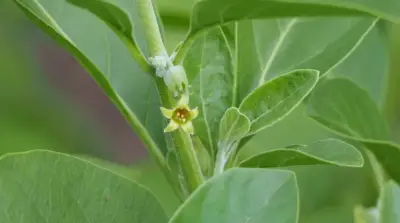 Ashwagandha: La Planta Milenaria India que Conquista el Mundo del Bienestar Moderno