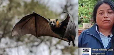 Autoridades del Valle piden no estigmatizar a los murciélagos por riesgo de rabia tras alerta sanitaria
