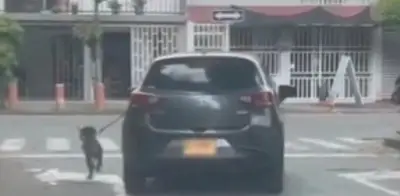 Autoridades investigan presunto maltrato animal en Cali: perro obligado a correr desde un vehículo