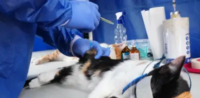 Bogotá abre 900 cupos gratuitos de esterilización para mascotas en Engativá