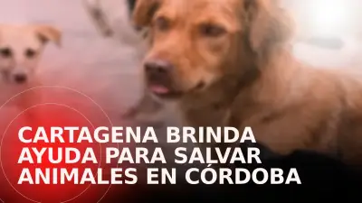 Cartagena despliega equipos veterinarios que rescatan más de 75 animales en inundaciones de Montería