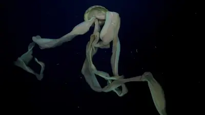 Científicos asombrados por avistamiento de medusa fantasma gigante en el Atlántico Sur