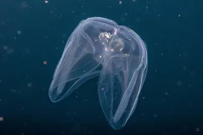 Científicos colombianos descubren seis nuevas especies de medusas peine en aguas nacionales