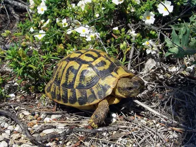 Científicos documentan vórtice de extinción en tortugas por desequilibrio sexual y acoso