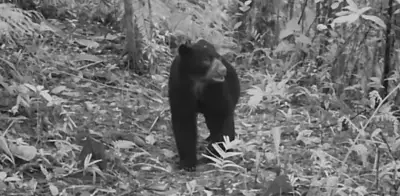 Cámaras trampa captan oso de anteojos en Cali: evidencia de conservación ambiental exitosa