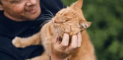 Cómo actuar cuando los gatos se pelean: claves para diferenciar juego de agresión real