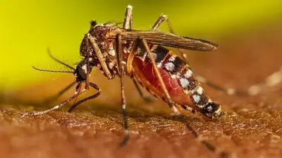 Colombia implementa vacuna contra el dengue: 700.000 dosis aplicadas en respuesta a alerta sanitaria