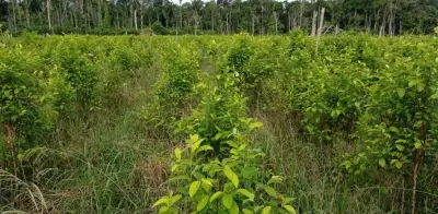 Colombia retoma erradicación de cultivos de coca con drones: EE.UU. destaca impacto en seguridad