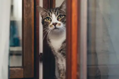 Día Mundial del Gato: Destinos Turísticos que Celebran la Cultura Felina