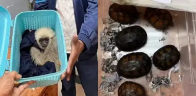 Detienen a pasajero en Tailandia por transportar 15 animales salvajes en su maleta