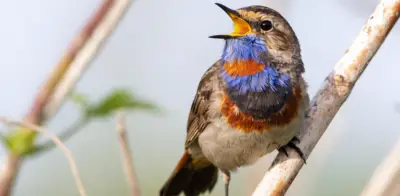 El canto diurno de pájaros en casa: señal de equilibrio ambiental y bienestar