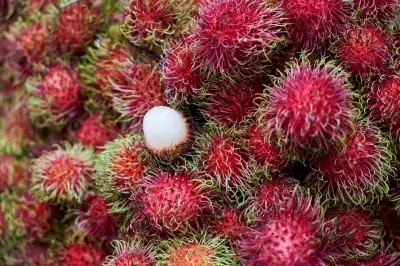 El rambután: la fruta exótica que gana terreno en los cultivos colombianos
