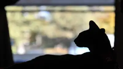 En Chigorodó, Antioquia, rechazan intento de quemar vivo a un gato en Urabá