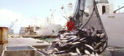 FAO advierte: hasta el 20% del pescado mundial podría ser objeto de fraude alimentario