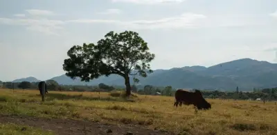 FAO destaca reforma agraria como pilar esencial para consolidar la paz rural en Colombia